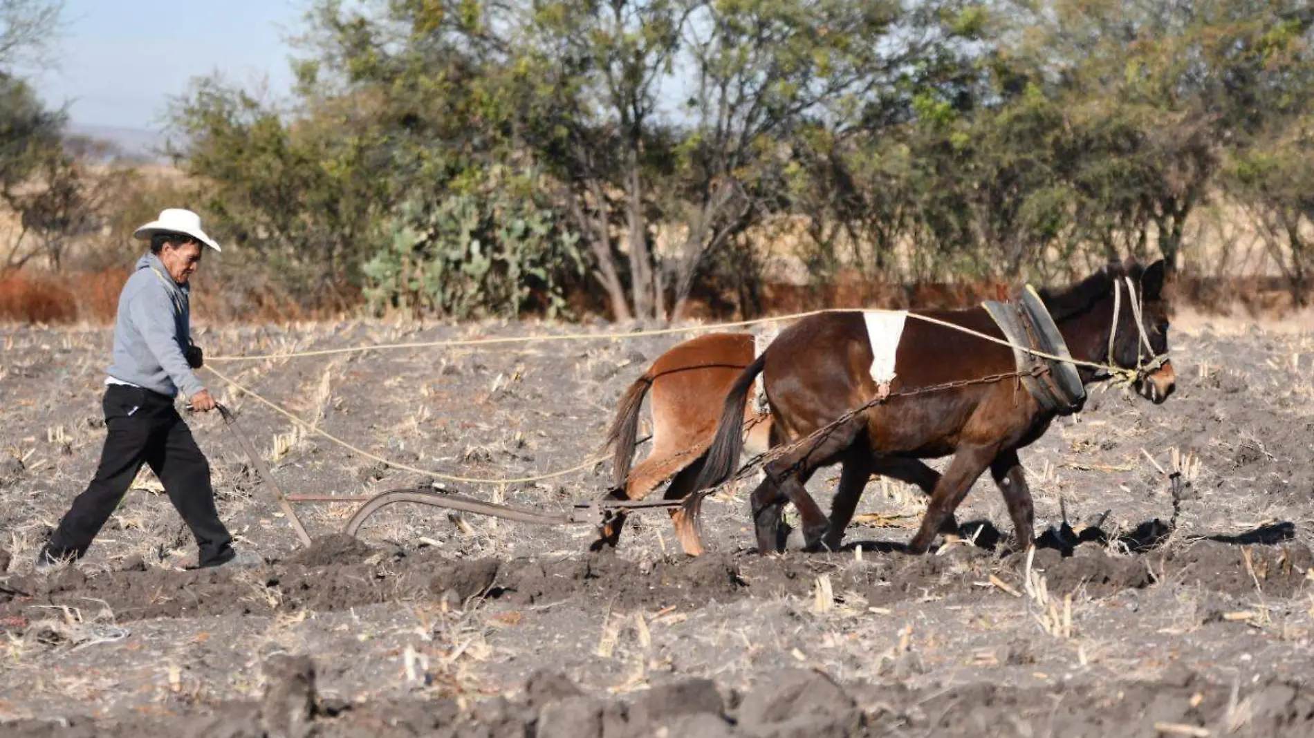 RECORTE  PRESUPUESTAL AL CAMPO